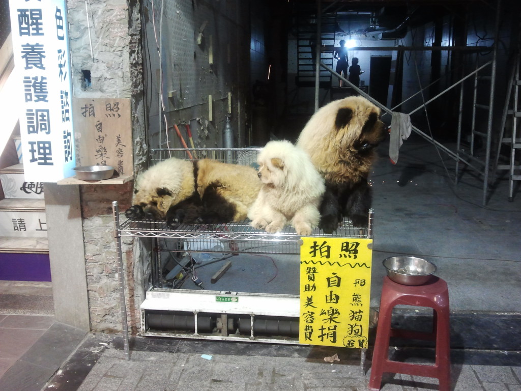 strange dogs in Taiwan